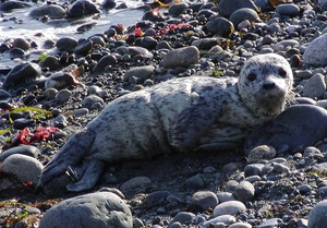 Young seal pup, by Sandy Dubpernell