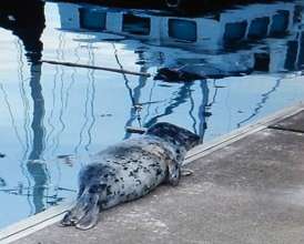 Seal pup hauled out to rest on a dock