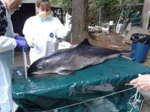 Dr. Stephanie Norman - porpoise necropsy session