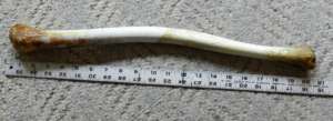 Walrus "oosik" from Alaska,  Langley Whale Center