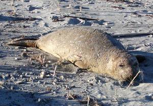 Molting Elephant seal, Whidbey Island, WA