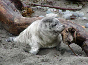 Seal pup
