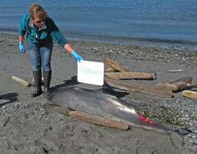 Porpoise stranding on Whidbey Island, WA