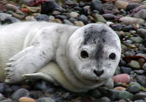 Central PugetSound Marine Mammal Stranding Network
