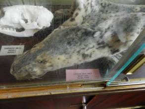 Harbor seal skull and pelt on display at Whale Ctr
