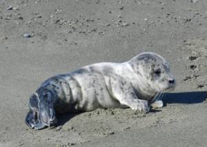 Seal pup on the beach, photo by Sandy Dubpernell
