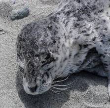 Sleeping seal pup, photo by Sandy Dubpernell