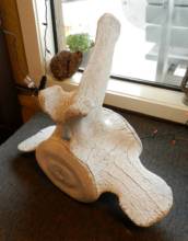 Whale Vertebrae at Langley Whale Center