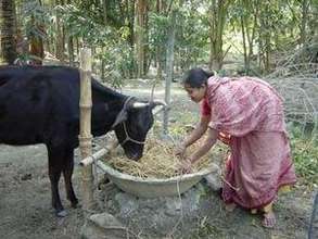 Woman feeding a cow