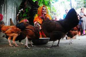 Tarabanu with chickens