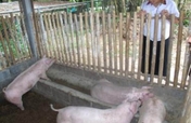 Students' Small Pig Raising Venture