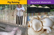4 Students' mushroom & pig raising project