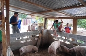 Student out-of-season lime and animal farm