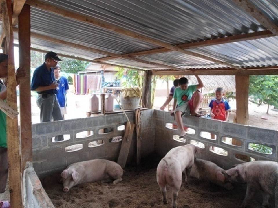 Student out-of-season lime and animal farm