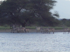 Zebras flock to new water hole