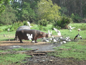 Hippos are at great risk due to the drought
