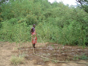 Water tapped from the river keeps our trees nice and green.