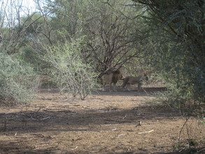 Lions have returned to Magadi in big numbers and regularly sleep
