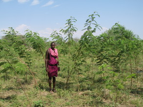 6 MONTHS AND TREES REACH 10 FEET TALL