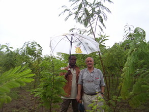 10 FOOT TREES IN LESS THAN 6 MONTHS