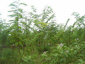 PLANTED OUT TREES ARE HEALTHY AND STRONG