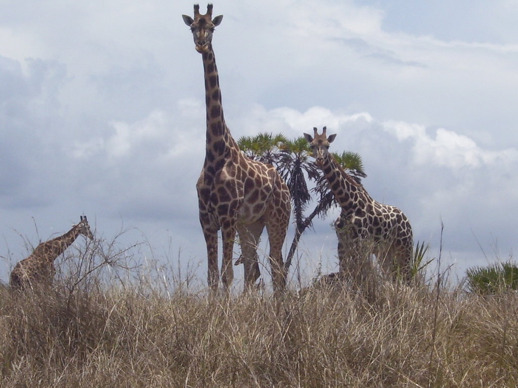 Trees and Water for Masai in Kenya