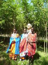 TREES REACH 15 FEET IN ONE YEAR