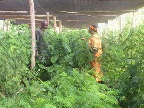 The trees are growing fast in the nursery