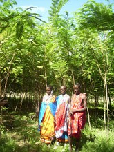 Masai women inspire girls (trees are 1 year old)