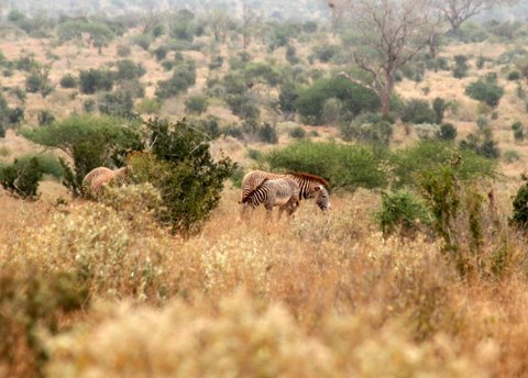 HELP ENDANGERED GREVY'S ZEBRAS