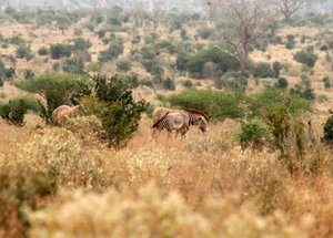 HELP ENDANGERED GREVY'S ZEBRAS