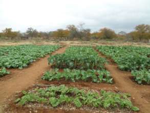 Ward 11's community garden in Chamnangana Village