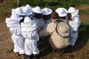Little beekepers at work with Bee Country
