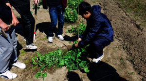 Yuuki growing vegetables