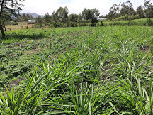 New farming coming up in samburu