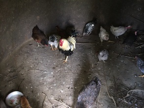 Some of the chicken in a house