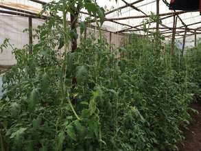 Community Greenhouse