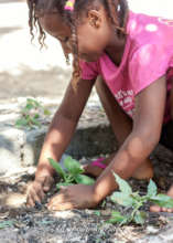 Rosa planting five years ago.