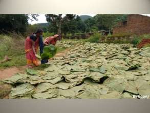 Leaves from local Sal trees used in absense of pad