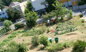 Garden where our clients grow vegetable