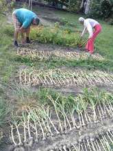 Harvesting the garlic