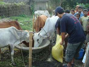 Feed distrbution in Koshi Disaster
