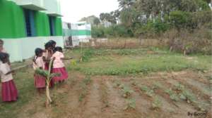 Kitchen gardening