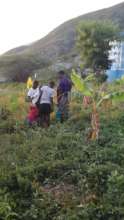 Children Harvesting Potatoes Distant