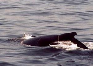 Reducing Harbor Porpoise By-Catch in the Black Sea