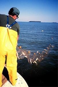 Reducing Harbor Porpoise By-Catch in the Black Sea