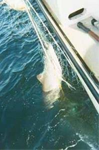 Reducing Harbor Porpoise By-Catch in the Black Sea