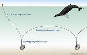 Reducing Harbor Porpoise By-Catch in the Black Sea