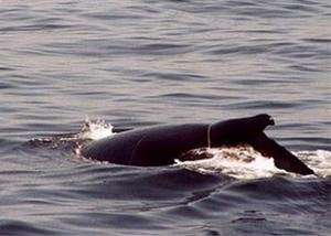 Entangled Humpback Whale