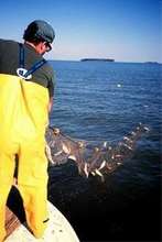 Gillnet being Hauled